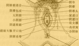 大阴帝视频,传奇帝王的一生传奇与传奇故事