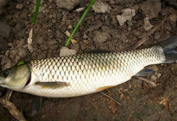 钓草鱼视频,跟随视频学钓鱼